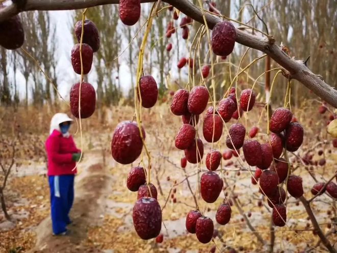 奇异果体育·(中国)官方网站有水果还有水产新疆“苦尽甘来”(图10)