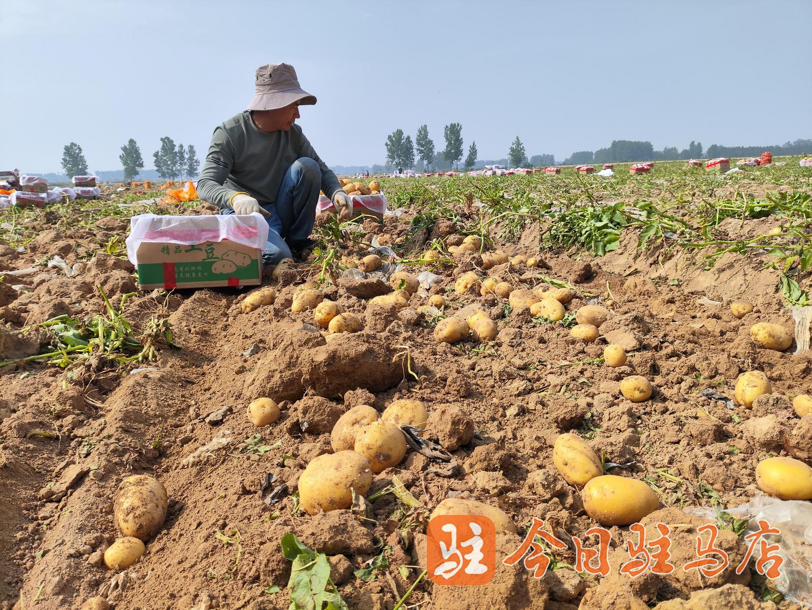 奇异果体育“小土豆”成富民“金豆豆”