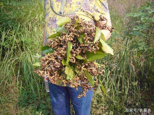 奇异果体育老人拿它泡酒孩子当零食如今却不多见卖上高价吃不起(图3)