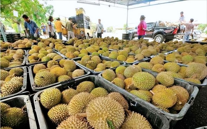 奇异果体育菲榴莲已经堆积如山为什么非要往