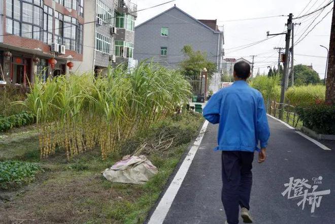 奇异果体育5元一根杭州已很难买到“懂的人很懂它不懂的人根本不要吃”(图10)