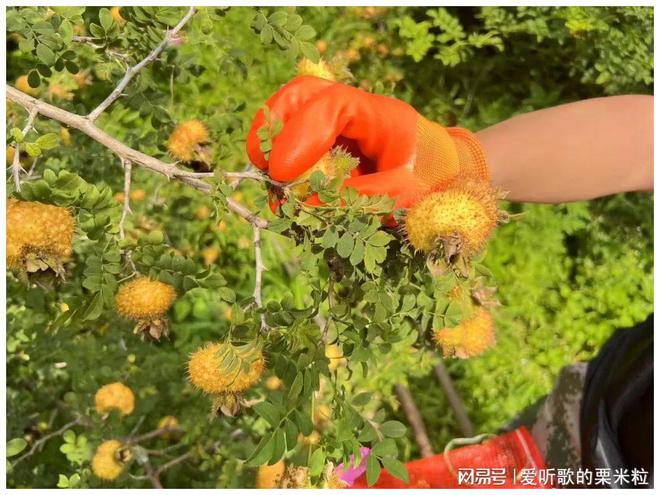 奇异果体育1到14！“脱胎换骨”后水城刺梨出山了(图4)