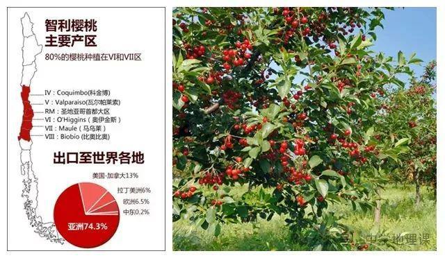 奇异果体育农业地理 关于车厘子你要知道的