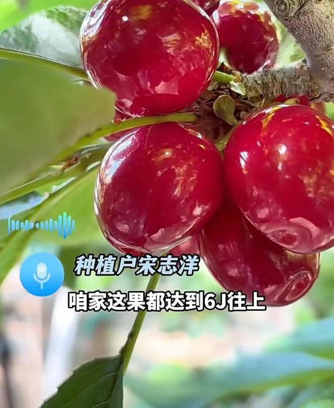 奇异果体育“塌房”的车厘子撕碎贵族水果的体面(图21)