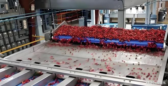 奇异果体育·(中国)官方网站车厘子遭遇史诗级滑铁卢行业损失高达59亿海量供应致价(图2)